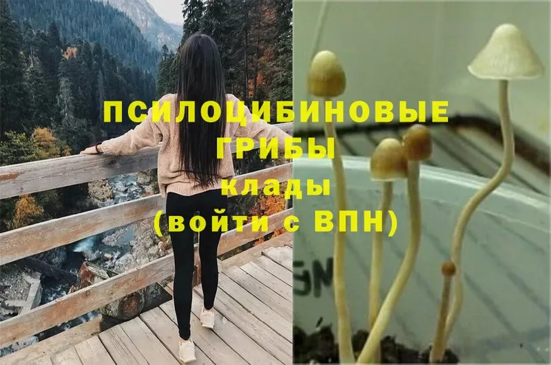 как найти закладки  Сафоново  Псилоцибиновые грибы Psilocybe 